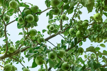 green apples hang on a branch