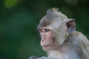 可愛いサル