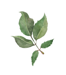 Obraz premium Watercolor branch with rose leaves