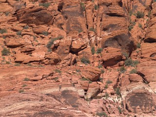Nevada Desert