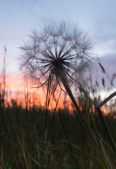 Fototapeta na wymiar Close Up of a Dried Dandelion Blossom with a Blue, Lavender and Orange Sunset in the Background