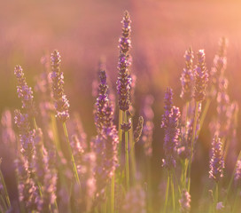 Atardecer en los campos de lavanda - Moratalla, Murcia