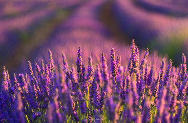 Lavender fields in the region of Moratalla, Murcia // Campos de lavanda - Moratalla, Murcia - obrazy, fototapety, plakaty