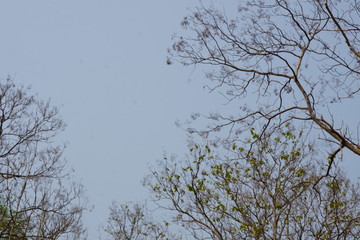 Plants in summer, background blue sky and bright cloud.