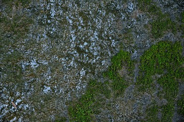 Moss texture. Moss background. Green moss on grunge texture, background