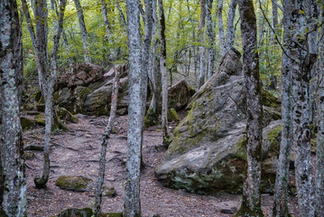 forest in sunny day
