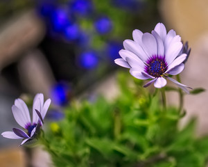 Photo of flowers growing in the city park