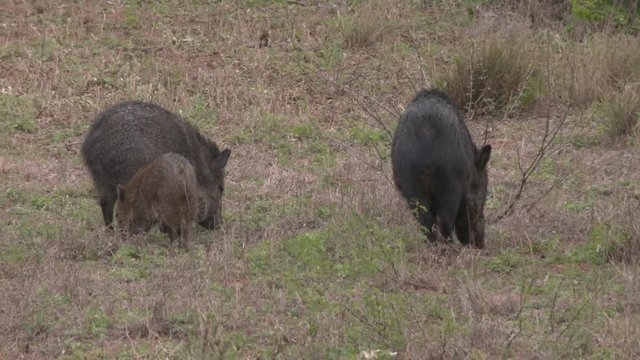 high speed/slow motion shots of javelinas