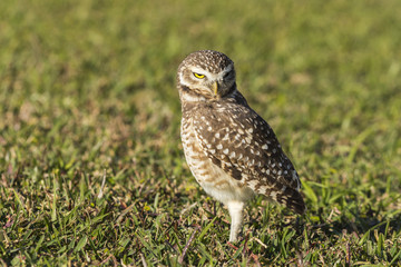Coruja-buraqueira - Athene cunicularia