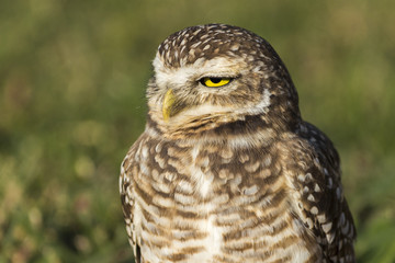 Coruja-buraqueira - Athene cunicularia