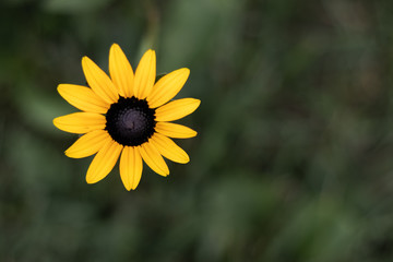 Single black-eyed susan