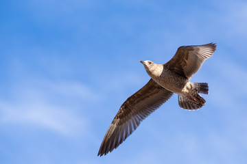 Seagull flying high in the sky with wings spread