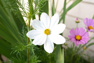 White daisy flower