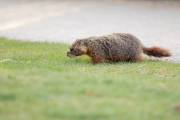 Curious beaver in the park