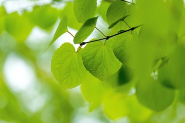 光を浴びて輝くカツラの若葉