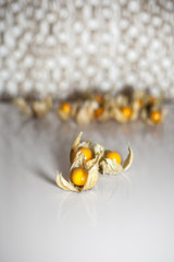 Physalis ground cherry husk tomato chinese lantern vertical