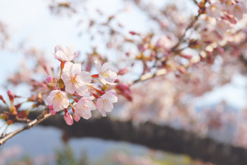 桜　春　素材