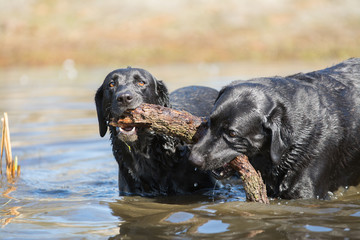 Two dogs struggling for stick