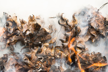 Leaves burning with smoke