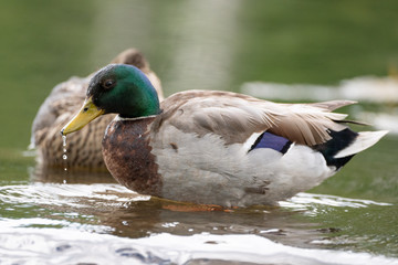 Mallard duck with droplet hanging from its beak