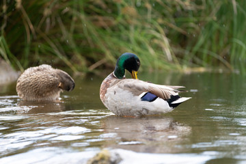 Duck cleaning itself in the stream