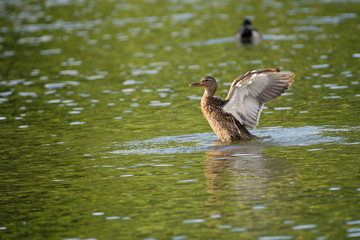 Duck with wings spread attempting a lift off