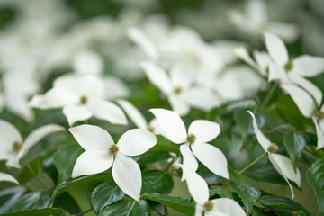 White lily flower bush