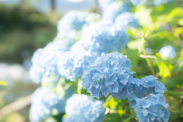 Light blue hydrangea flowers blooming in the bright sun.