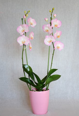 Artificial flowers, phalaenopsis.
