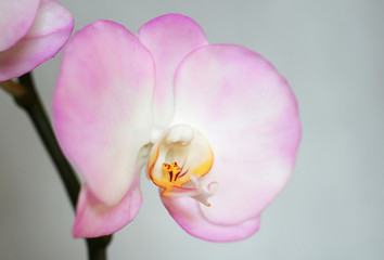 Fototapeta na wymiar Artificial flowers, phalaenopsis.