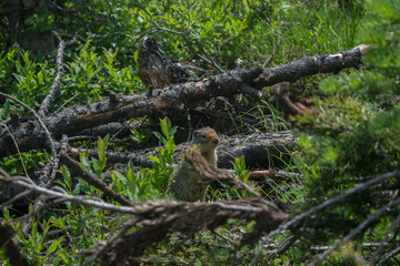 Bugaboos Chipmunk