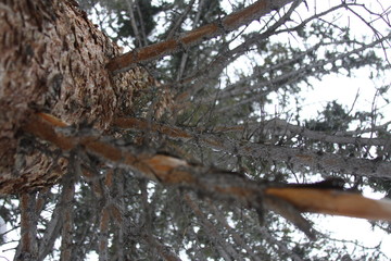 Tree bark perspective