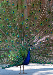 Obraz premium Peacock Closeup