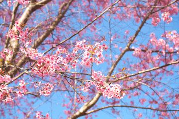 Wild Himalayan Cherry Blossoms in spring season, Prunus cerasoides, Pink Sakura Flower For the background