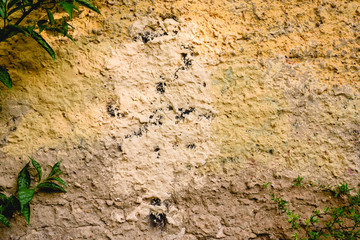 Wall background with texture and plants