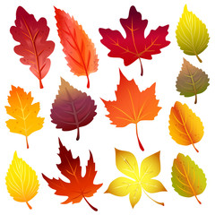 autumn leaves forest element icon set