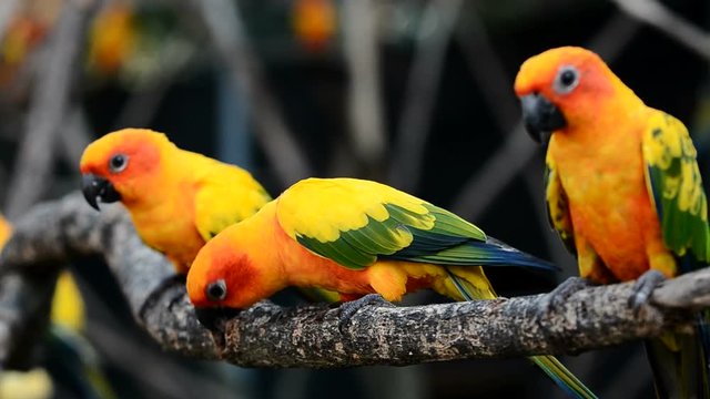 sun conure parrot bird