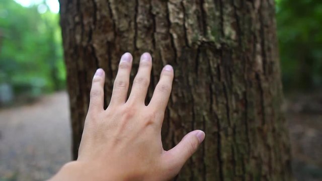 大木に触れる手