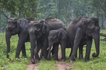 Elephant Family