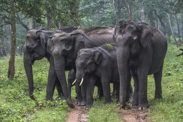 Fototapeta premium Elephant Family