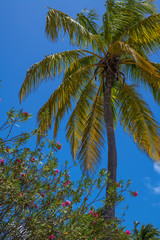 Fototapeta premium Palm Tree and Flowers