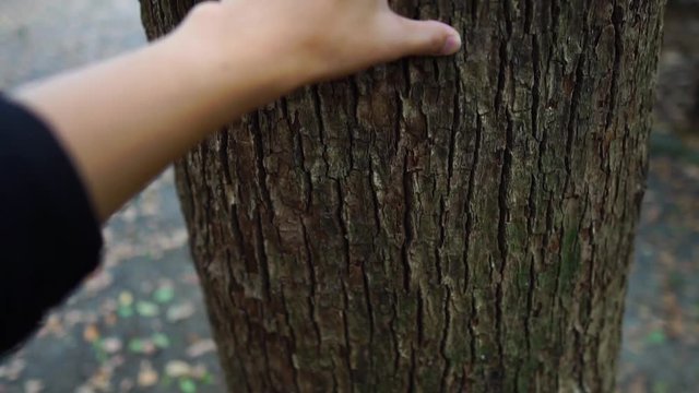 大木に触れる手