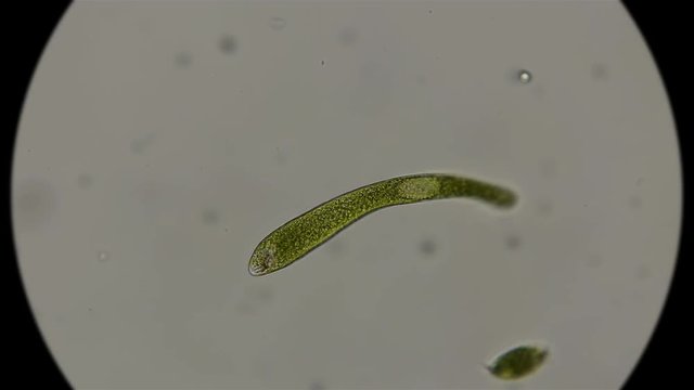 Euglena ehrenbergii under a microscope