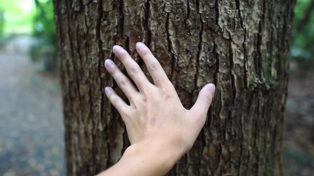 大木に触れる手