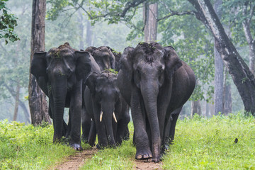 Elephant Family