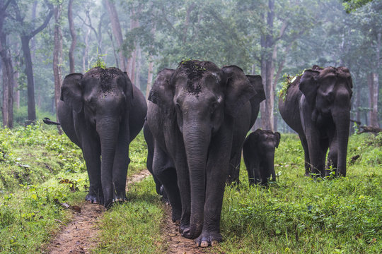 Elephant Family
