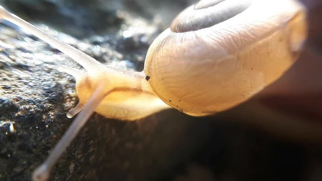 The sunlight shines through the snail and its shell