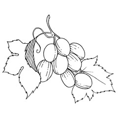 Grape healthy food in a vector style isolated. Full name of the fruit: grape. Vector wild fruit for background, texture, wrapper pattern or menu.