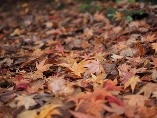 紅葉の季節　落ち葉の絨毯