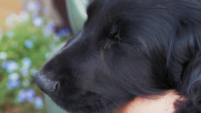 Cute puppy sleeping in owners arms